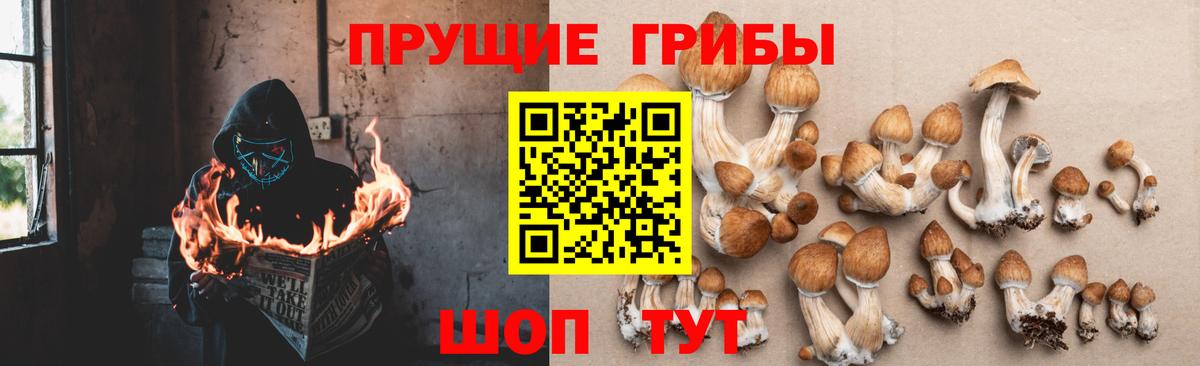 Псилоцибиновые грибы MAGIC MUSHROOMS  Вход с VPN  Новомосковск  сколько стоит  Псилоцибиновые грибы Cubensis 